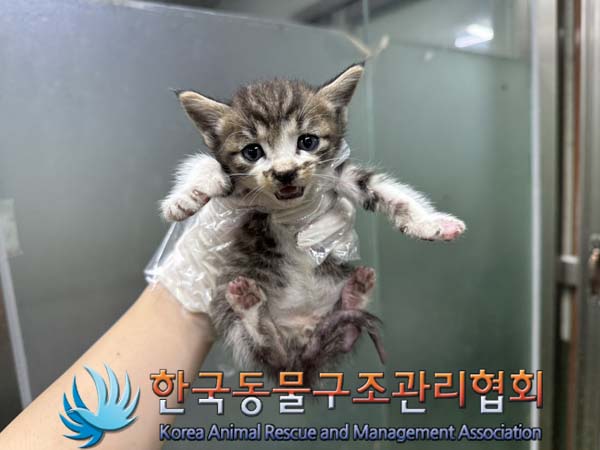 한국동물구조관리협회_411315202400421